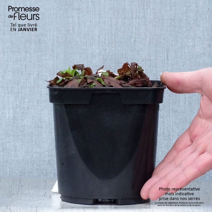 Salvia superba Queen of the Blues 2L/3L pot sample as delivered in winter