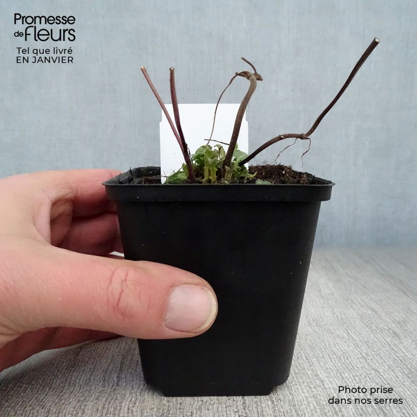 Salvia superba Rose Queen 8/9 cm pot sample as delivered in winter