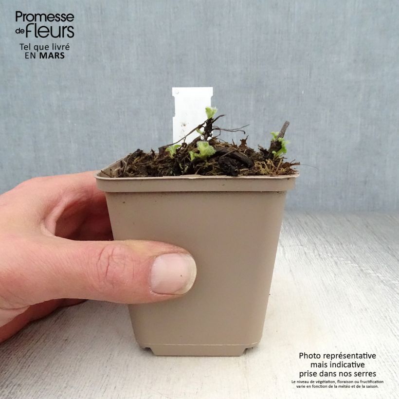 Salvia verticillata Alba 8/9 cm pot sample as delivered in spring