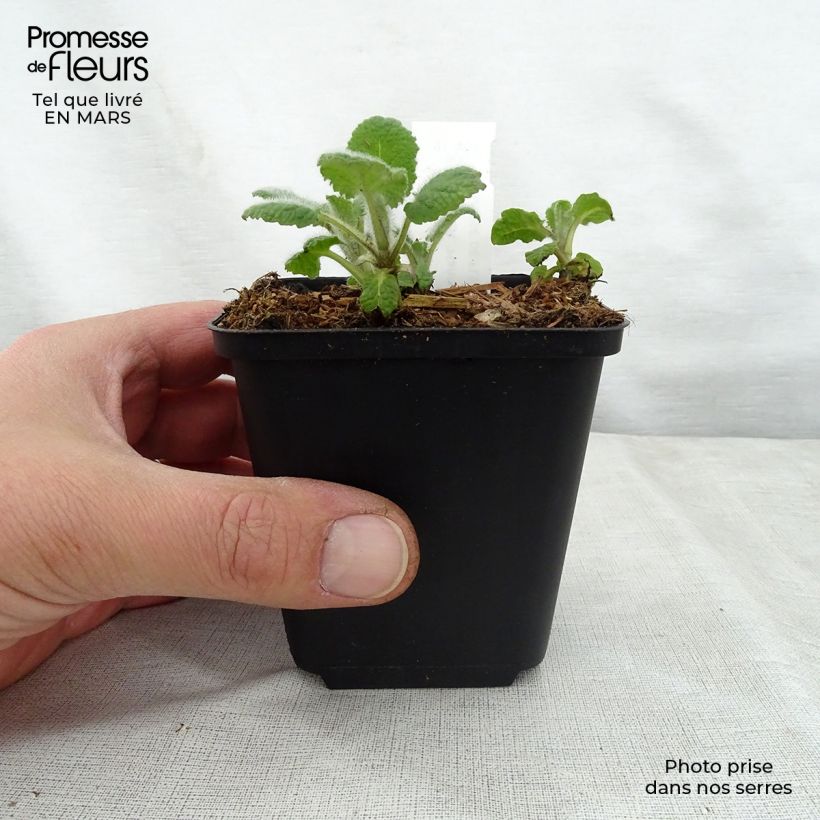 Salvia verticillata Hannays Blue 8/9 cm pot sample as delivered in spring