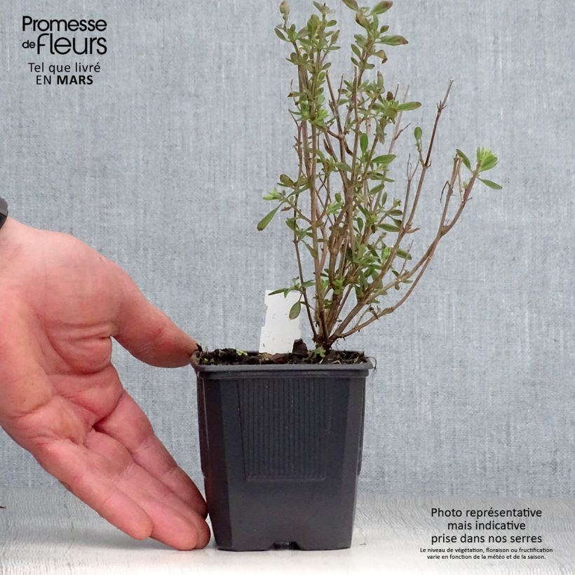 Salvia jamensis Delice Roselilac 8/9 cm pot sample as delivered in spring