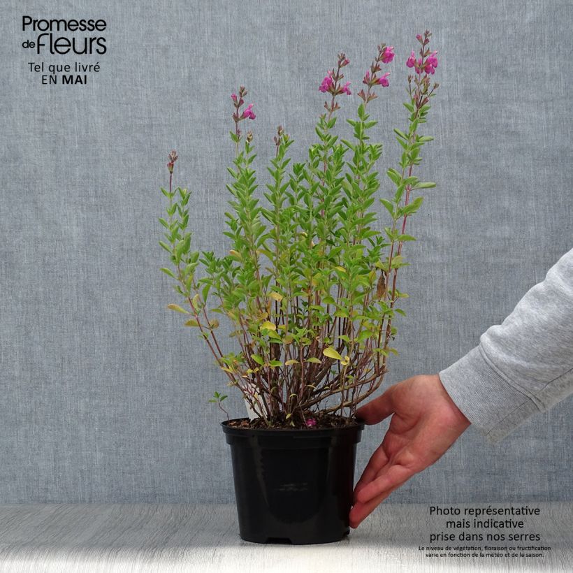 Salvia jamensis Delice Roselilac 2L/3L pot sample as delivered in spring