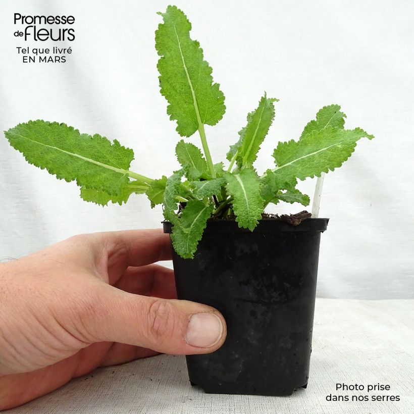 Salvia sylvestris Dear Anja 8/9 cm pot sample as delivered in spring