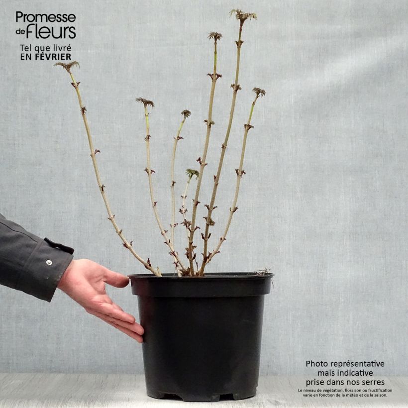Sambucus nigra Golden Tower - Black Elder 7.5L/10L pot sample as delivered in winter