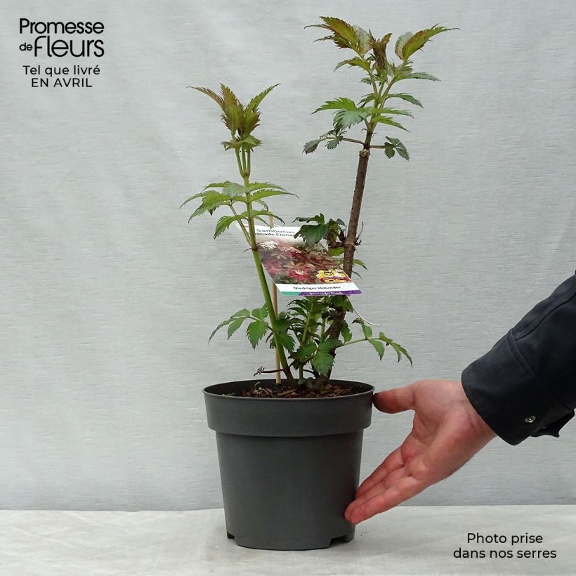 Sambucus nigra Serenade - Black Elder 3L/4L pot sample as delivered in spring