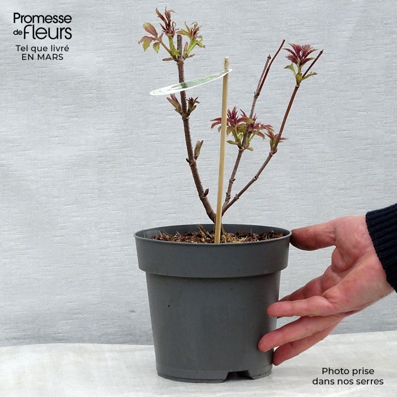 Sambucus racemosa Plumosa Aurea - European Red Elder 2L/3L pot sample as delivered in winter