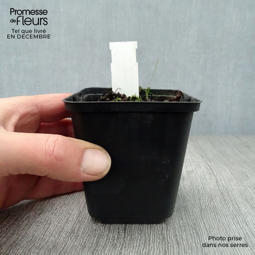 Sanguinaria canadensis  8/9 cm pot sample as delivered in winter