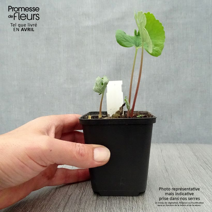 Sanguinaria canadensis  8/9 cm pot sample as delivered in spring