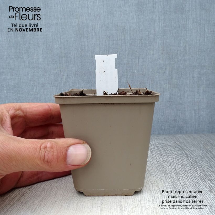 Sanguinaria canadensis  8/9 cm pot sample as delivered in autumn