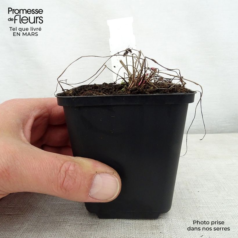 Sanguisorba officinalis Chocolate Tip 8/9 cm pot sample as delivered in spring