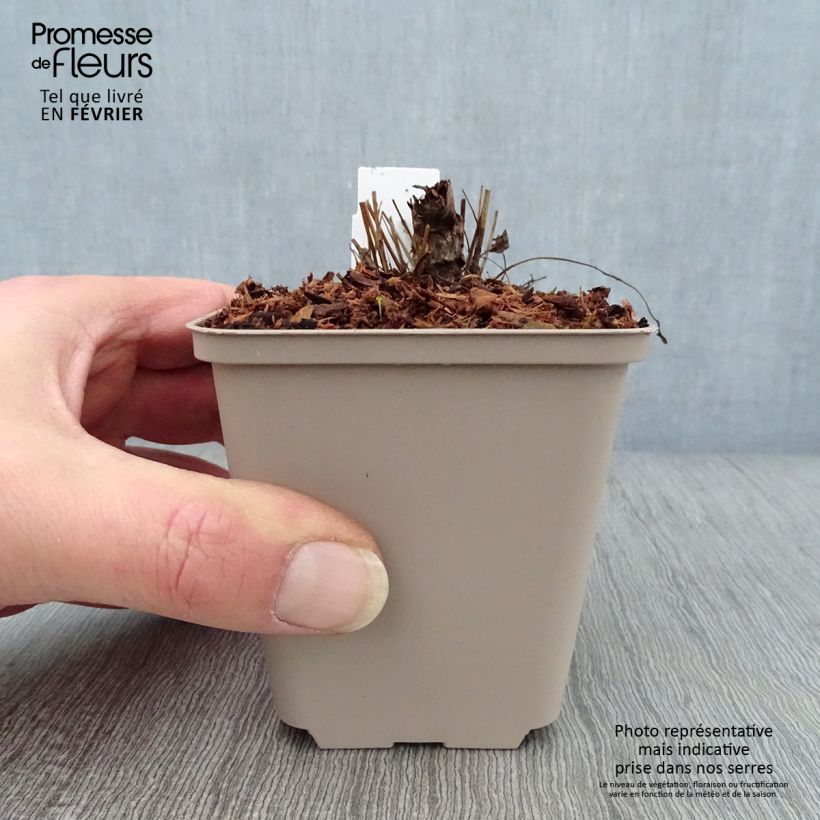 Sanguisorba officinalis Chocolate Tip 8/9 cm pot sample as delivered in winter