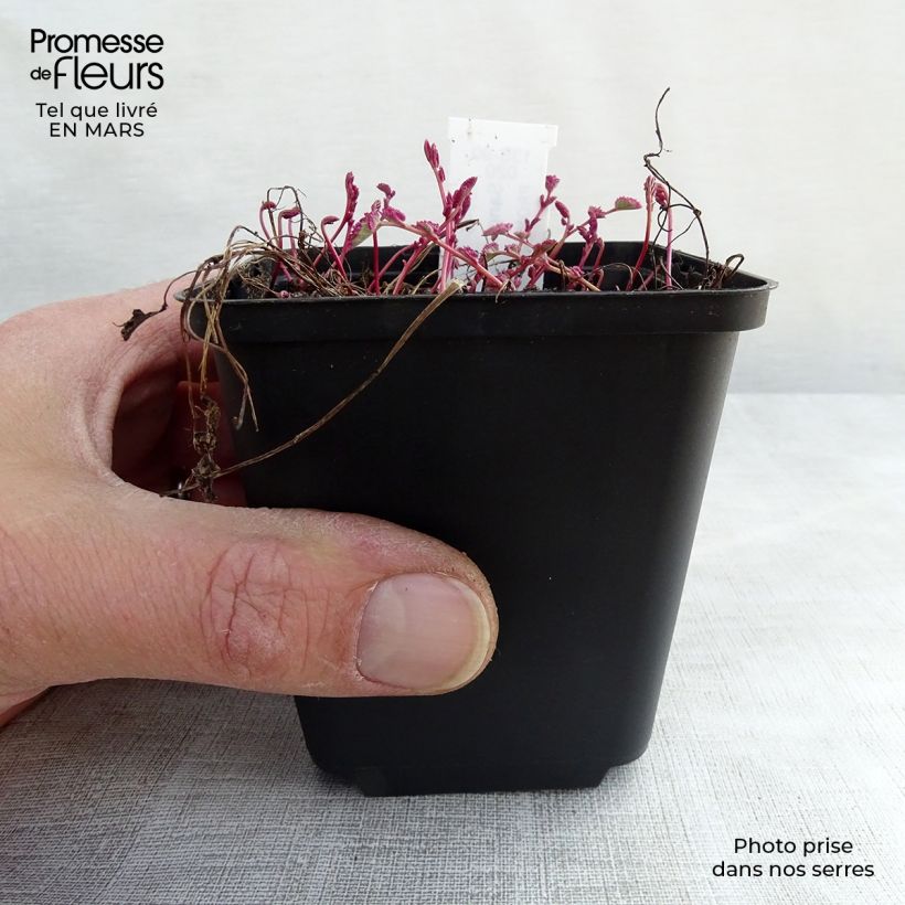 Sanguisorba Little Angel 8/9 cm pot sample as delivered in winter