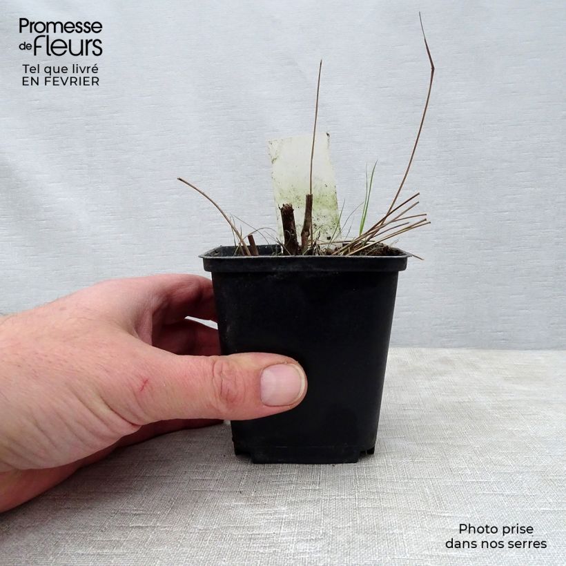 Sanguisorba officinalis Red Thunder 8/9 cm pot sample as delivered in winter