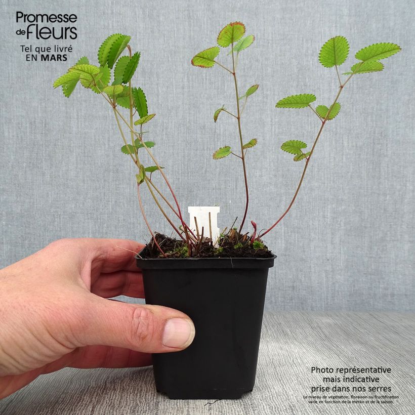 Sanguisorba officinalis Red Thunder 8/9 cm pot sample as delivered in spring