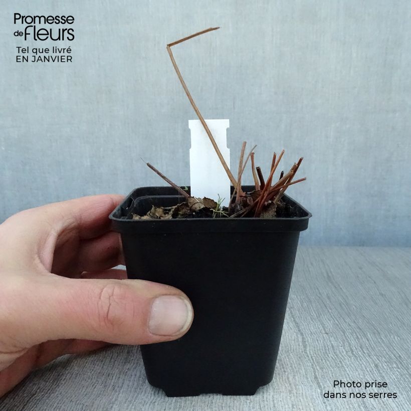 Sanguisorba canadensis  8/9 cm pot sample as delivered in winter