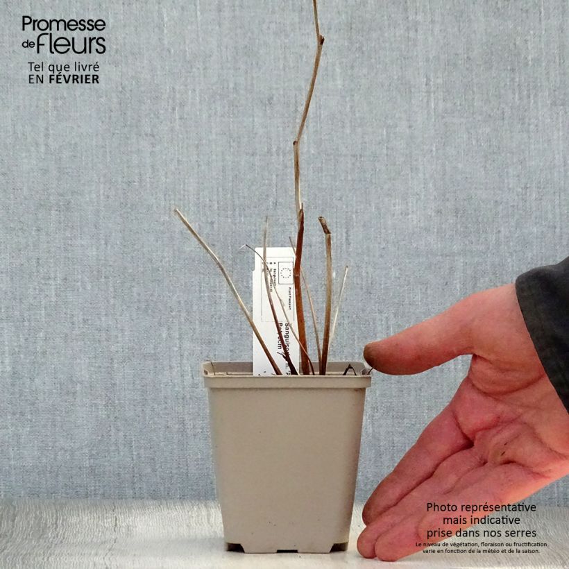 Sanguisorba Pink Brushes 8/9 cm pot sample as delivered in winter