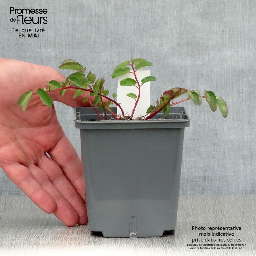 Sanguisorba Pink Brushes 8/9 cm pot sample as delivered in spring