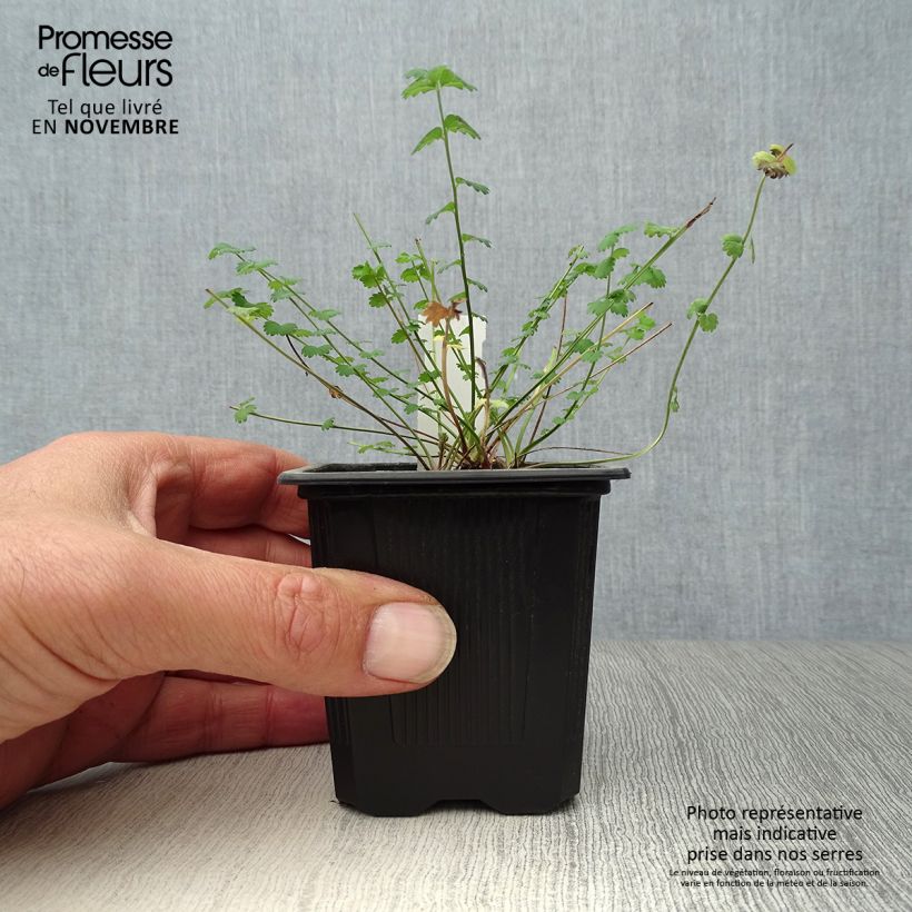Sanguisorba minor 7/8 cm pot sample as delivered in autumn