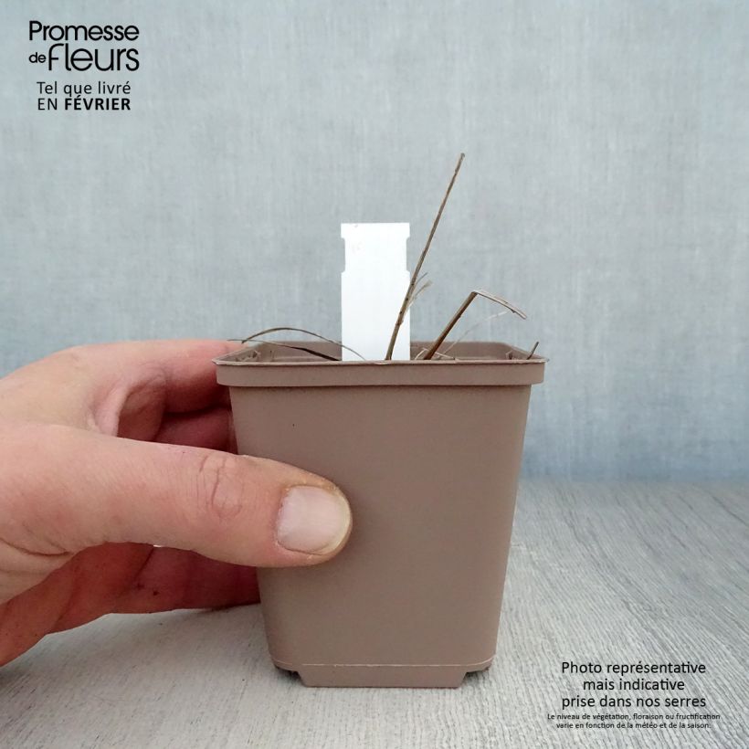 Sanguisorba officinalis 'Arnhem' 8/9 cm pot sample as delivered in winter