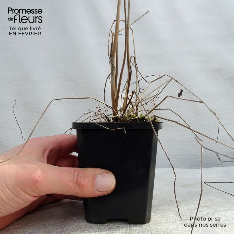 Sanguisorba officinalis Morning Select 8/9 cm pot sample as delivered in winter