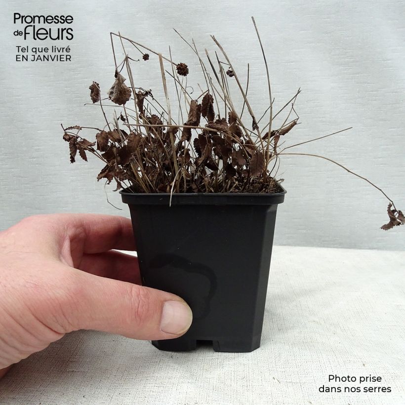 Sanguisorba officinalis Tanna 8/9 cm pot sample as delivered in winter