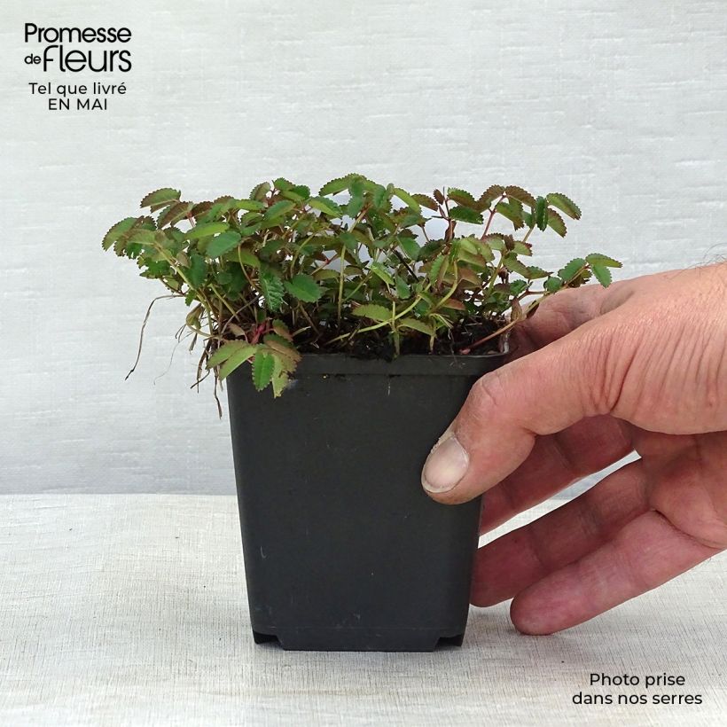 Sanguisorba officinalis Tanna 8/9 cm pot sample as delivered in spring