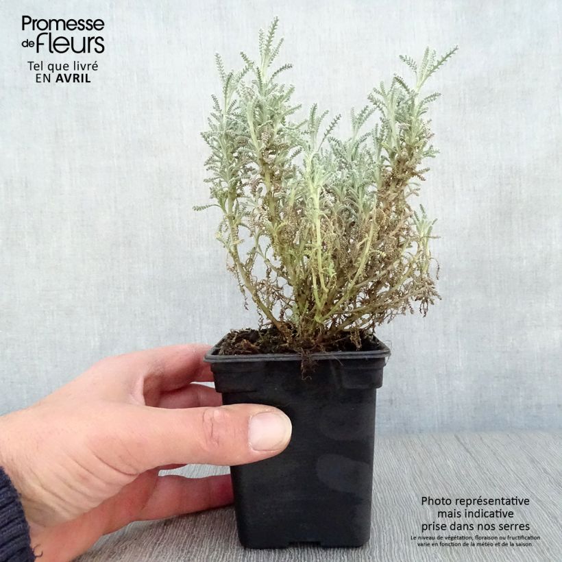 Santolina chamaecyparissus 7/8 cm pot sample as delivered in spring