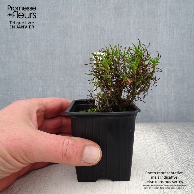 Santolina virens rosmarinifolia 8/9 cm pot sample as delivered in winter