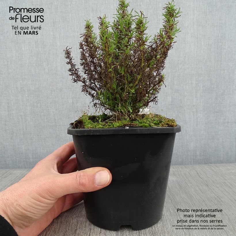 Santolina virens rosmarinifolia 1.5L/2L pot sample as delivered in winter
