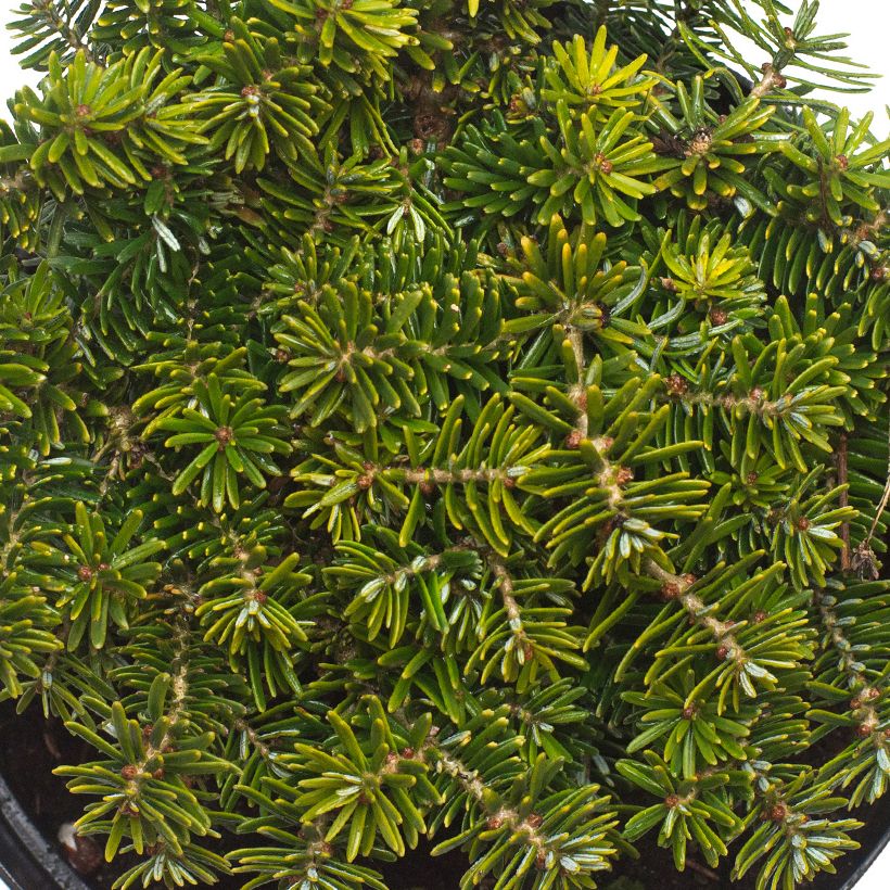 Abies koreana Brillant (Foliage)