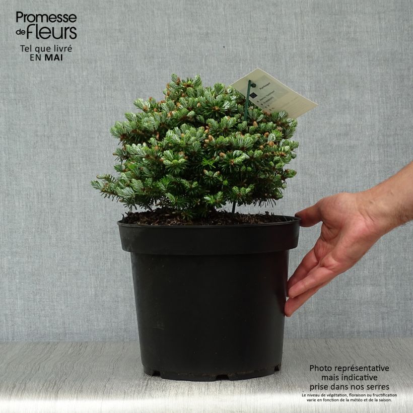 Abies koreana Nadelkissen - Korean Fir 7.5L/10L pot sample as delivered in spring