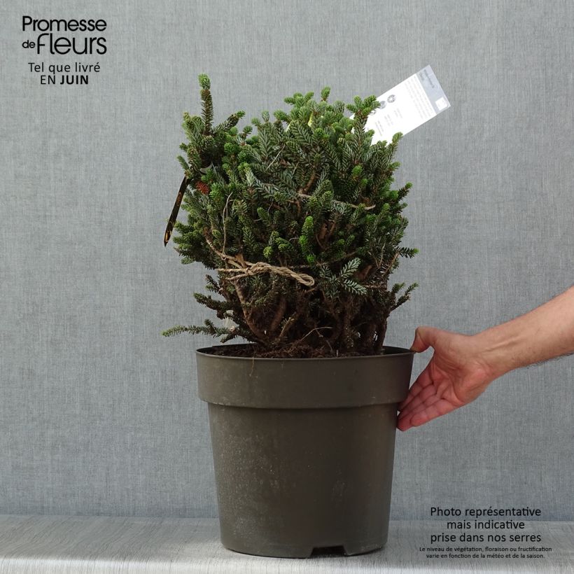 Abies koreana Oberon - Korean Fir Each sample as delivered in spring