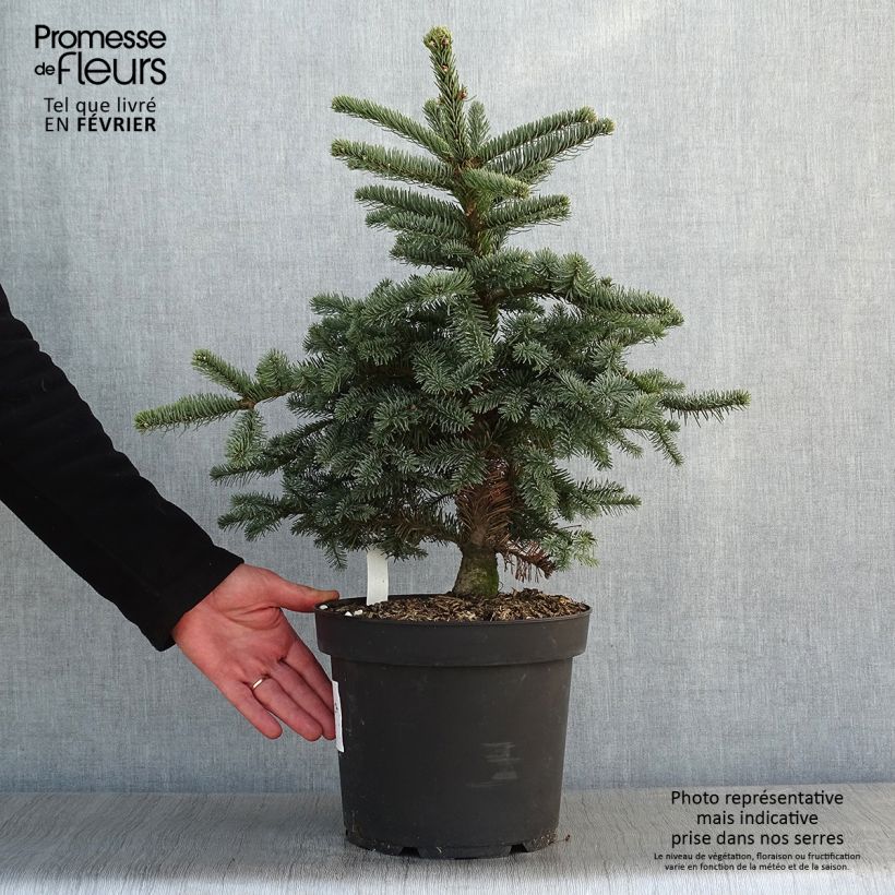 Abies procera Bizzarro - Fir 7.5L/10L pot sample as delivered in winter