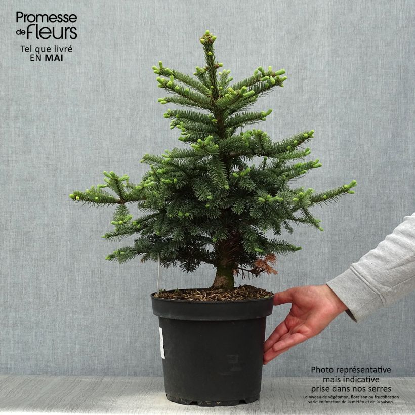 Abies procera Bizzarro - Fir 7.5L/10L pot sample as delivered in spring
