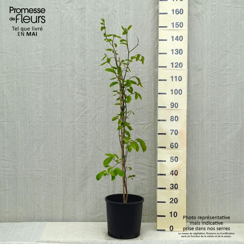 Sapium japonicum 7.5L/10L pot sample as delivered in spring