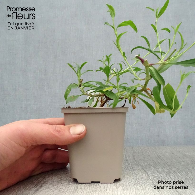 Saponaria lempergii MaFrei 8/9 cm pot sample as delivered in winter