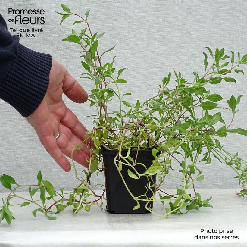 Saponaria ocymoides 8/9 cm pot sample as delivered in spring