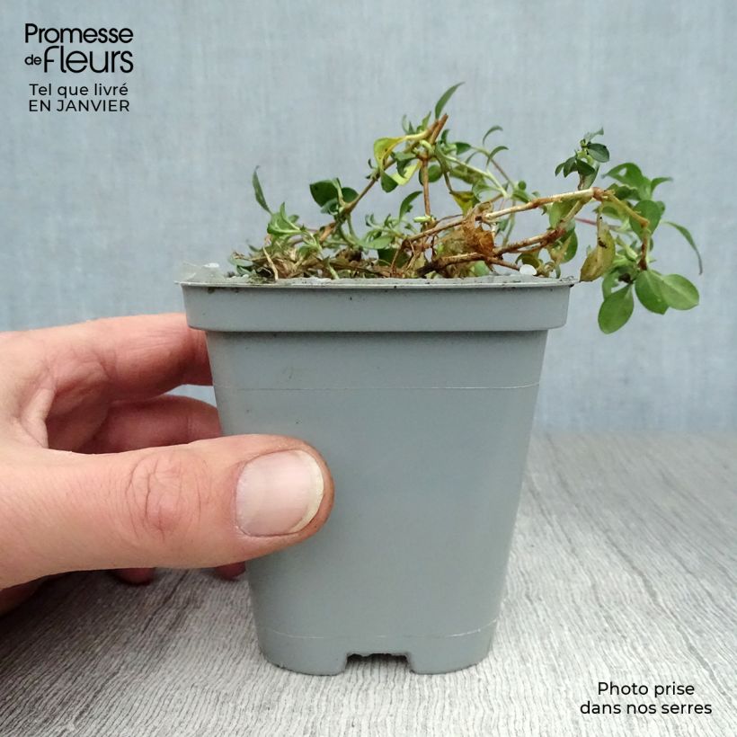Saponaria ocymoides 8/9 cm pot sample as delivered in winter