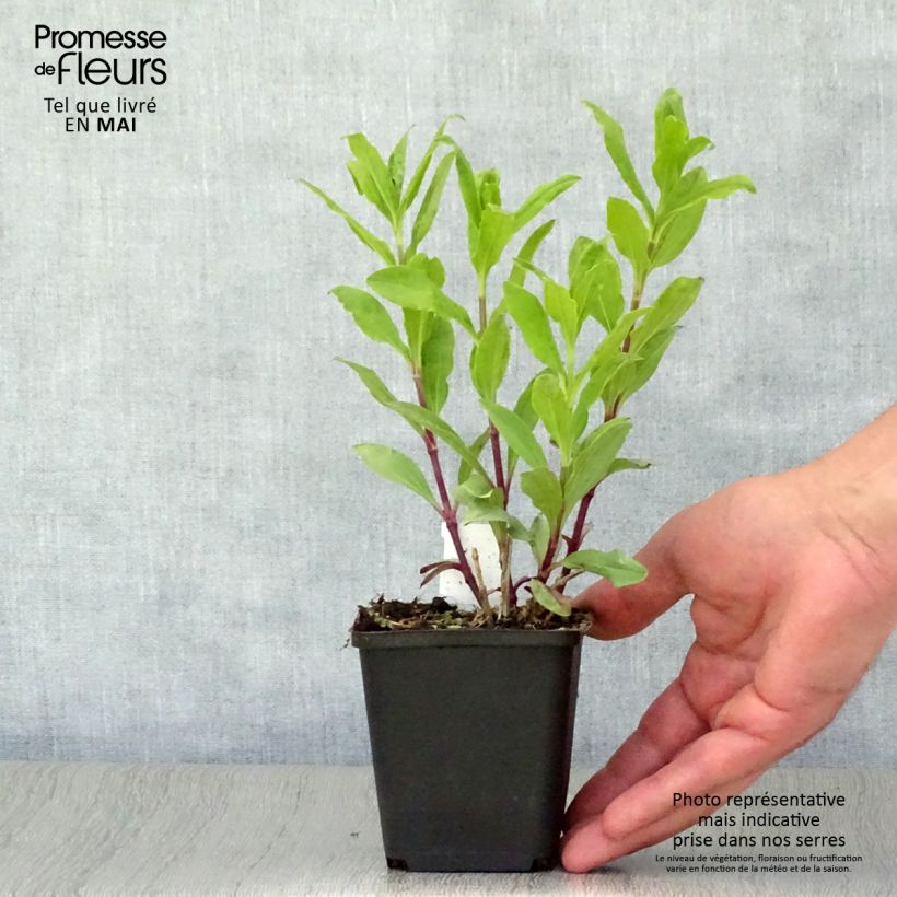 Saponaria officinalis Alba Plena 8/9 cm pot sample as delivered in spring