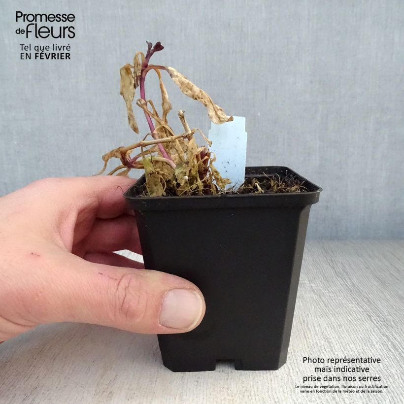 Saponaria officinalis Rosea Plena 8/9 cm pot sample as delivered in winter