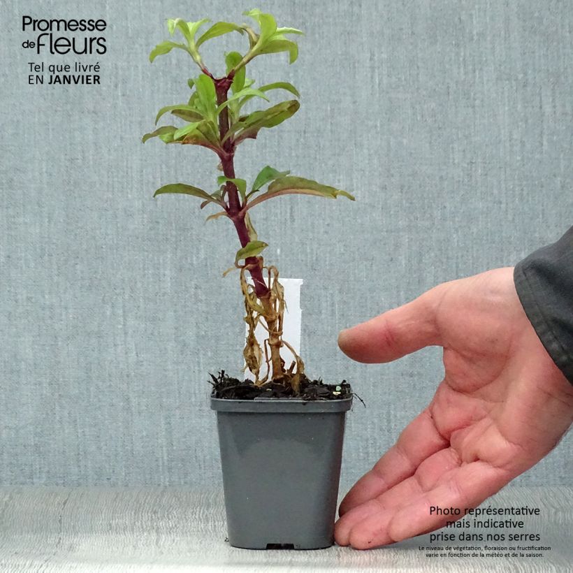 Saponaria officinalis 7/8 cm pot sample as delivered in winter