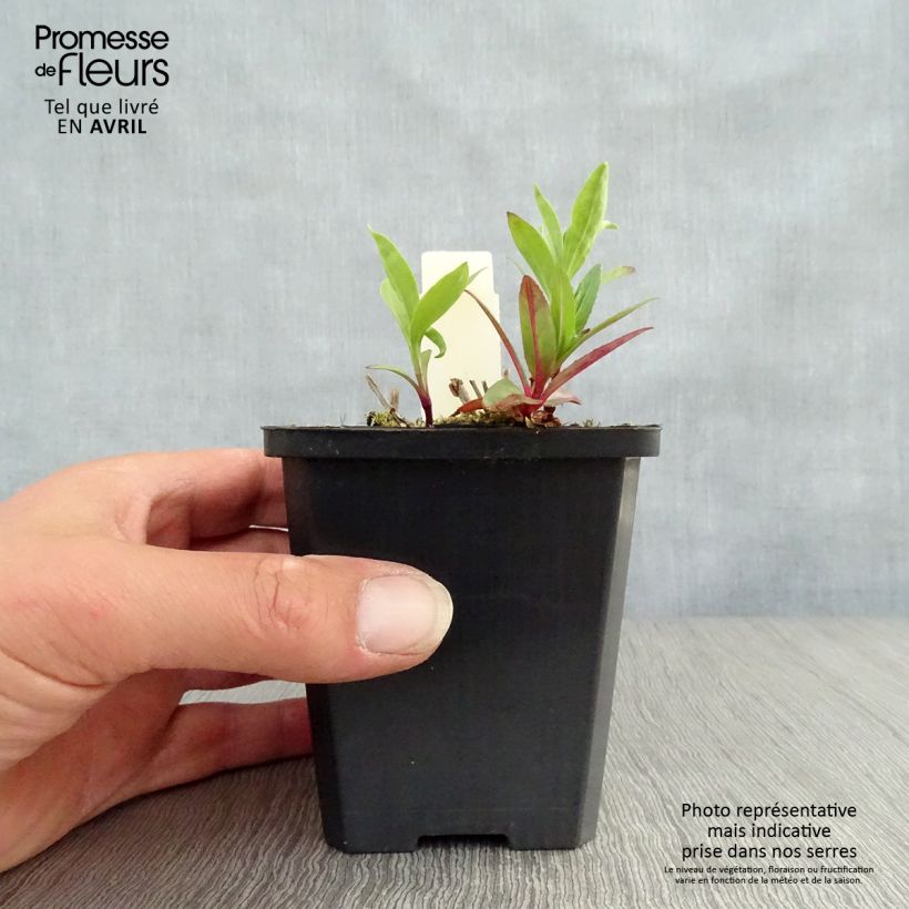 Saponaria officinalis 7/8 cm pot sample as delivered in spring