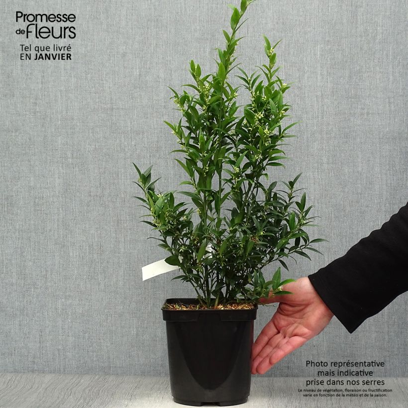 Sarcococca ruscifolia Dragon Gate 3L/4L pot sample as delivered in winter