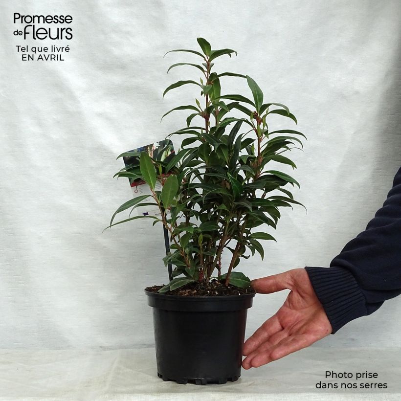 Sarcococca hookeriana Winter Gem 2L/3L pot sample as delivered in spring