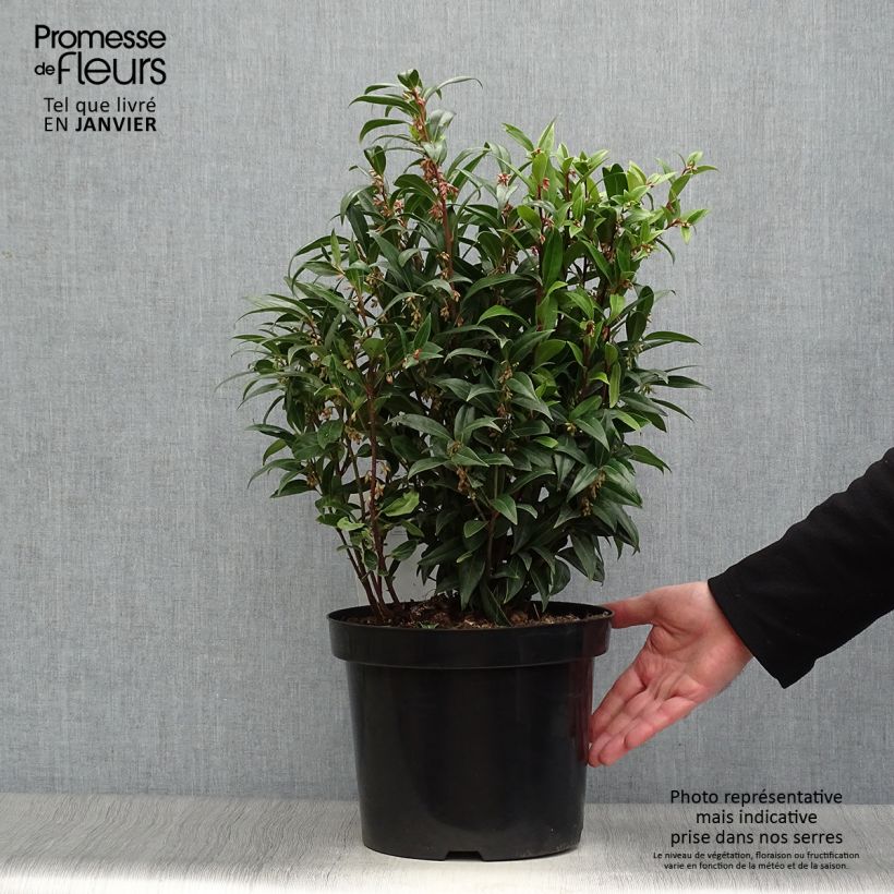 Sarcococca hookeriana Winter Gem 7.5L/10L pot sample as delivered in winter