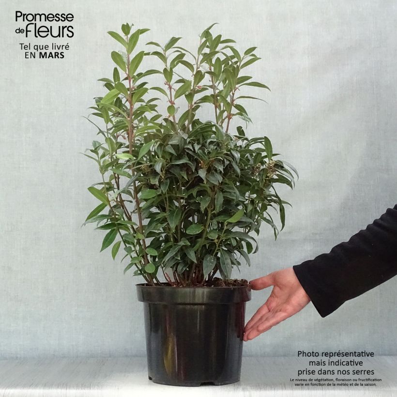 Sarcococca hookeriana Winter Gem 7.5L/10L pot sample as delivered in spring