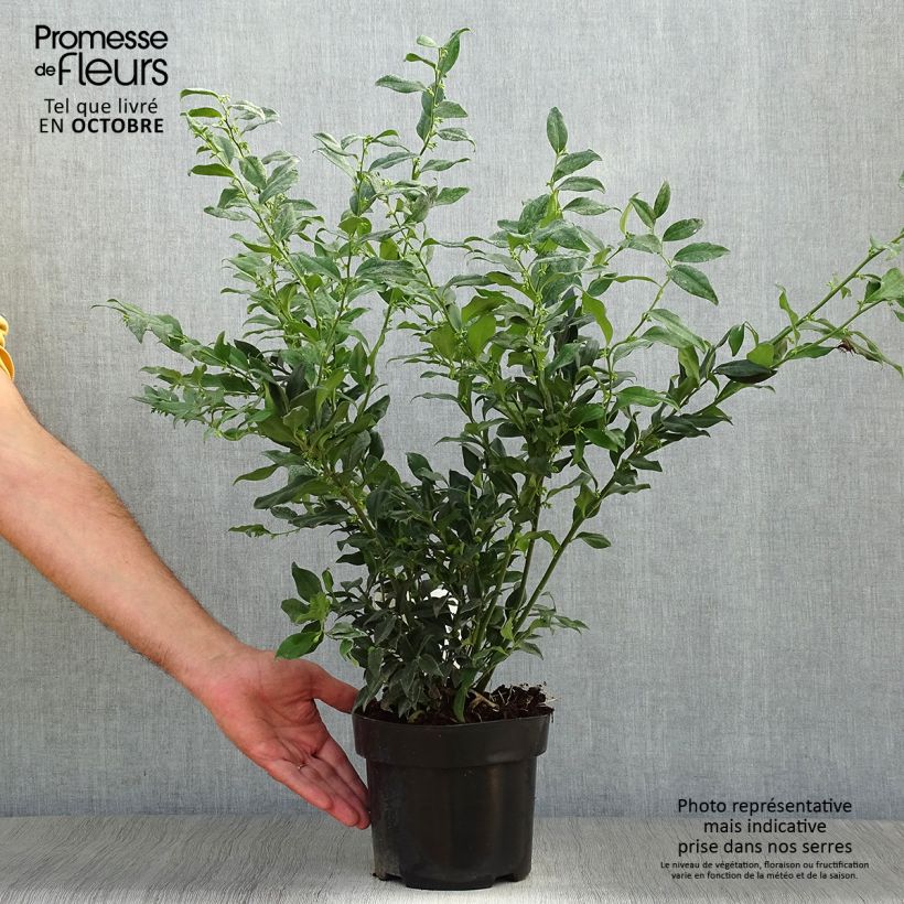 Sarcococca confusa 2L/3L pot sample as delivered in autumn