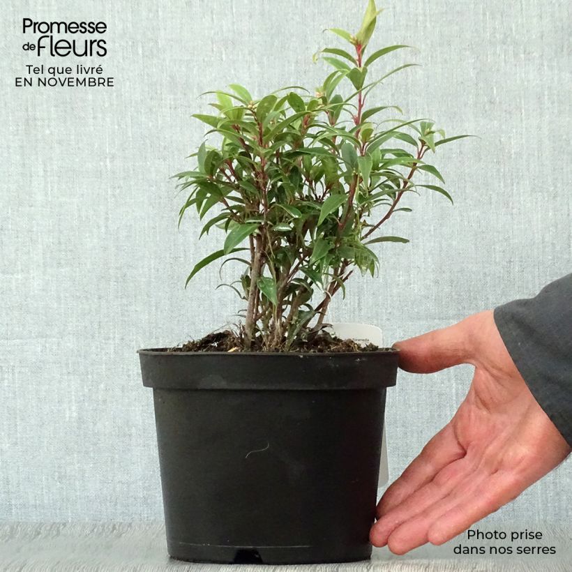 Sarcococca hookeriana var. digyna 2L/3L pot sample as delivered in autumn