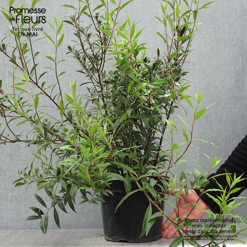 Sarcococca hookeriana var. digyna Purple Stem 7.5L/10L pot sample as delivered in spring