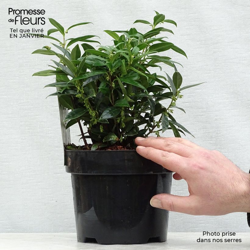 Sarcococca hookeriana humilis 2L/3L pot sample as delivered in winter